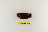 藏品(弧邊管招潮蟹)的圖片